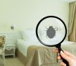 Les punaises de lit : un ennemi insoupçonné de votre routine bien-être