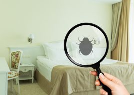 Les punaises de lit : un ennemi insoupçonné de votre routine bien-être