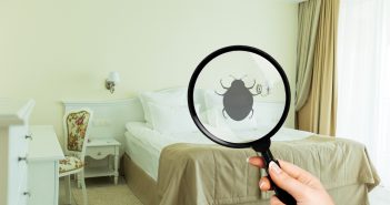Les punaises de lit : un ennemi insoupçonné de votre routine bien-être