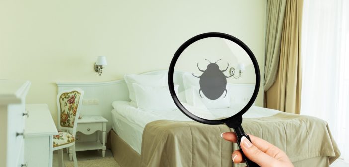 Les punaises de lit : un ennemi insoupçonné de votre routine bien-être